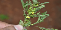 Polygala chinensis